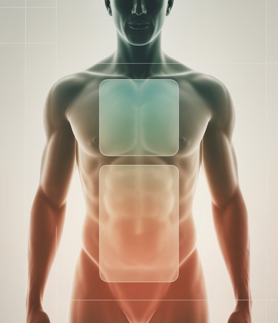 Abstract body composition illustration showing the android abdominal region and gynoid hip region highlighted on a human torso silhouette, representing a DEXA scan A/G ratio measurement